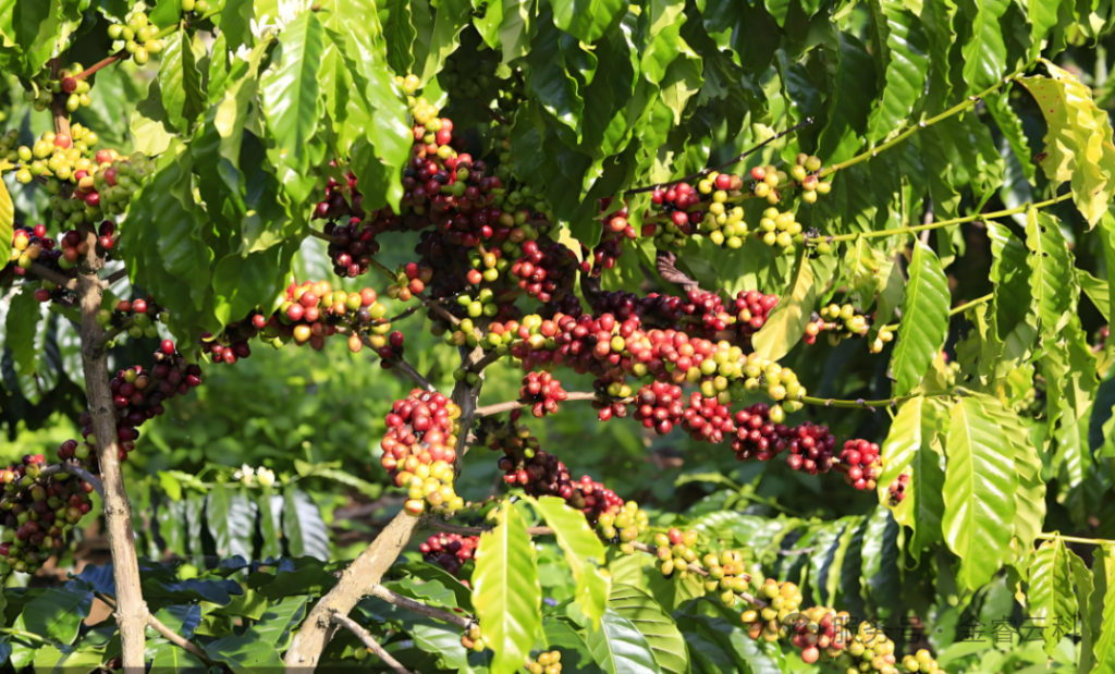 69b6f403b6e18593e14b74e8c136a2b4_640_wx_fmt=png&watermark=1&tp=webp&wxfrom=10005&wx_lazy=1#imgIndex=4